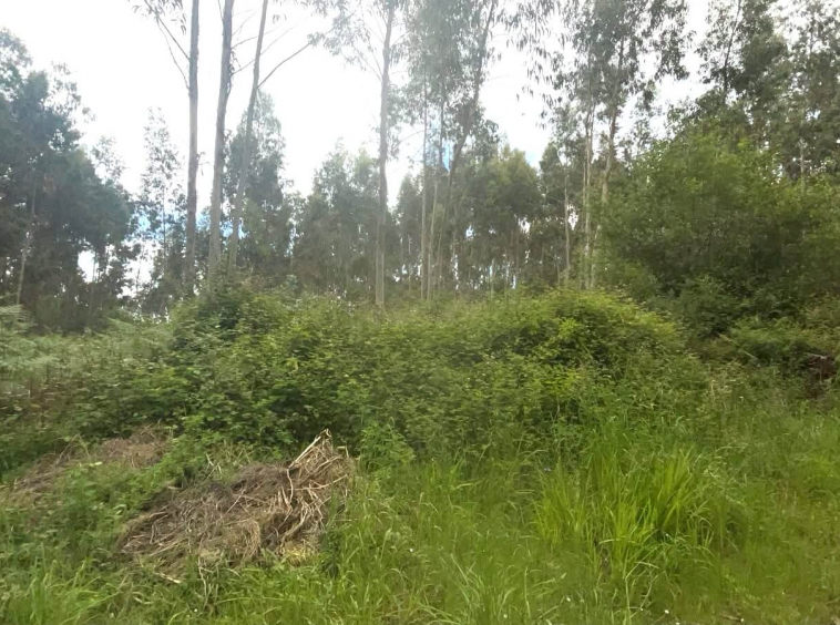 Finca en Ranón