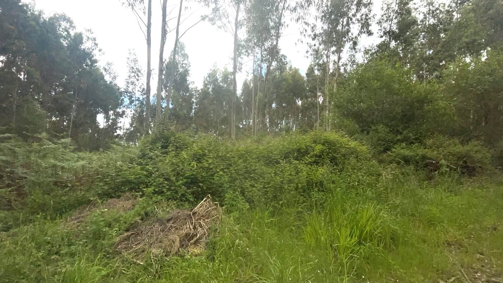 Finca en Ranón